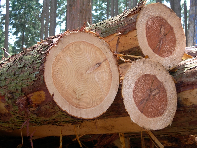 愛知県で取れる木材の種類
