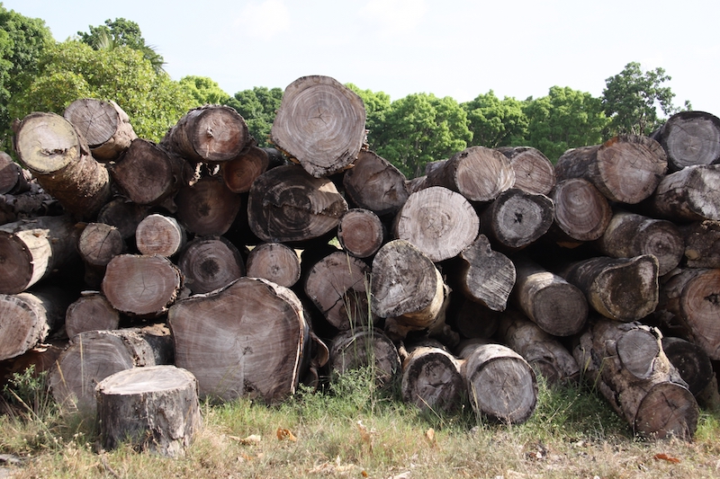 外国産木材の特徴
