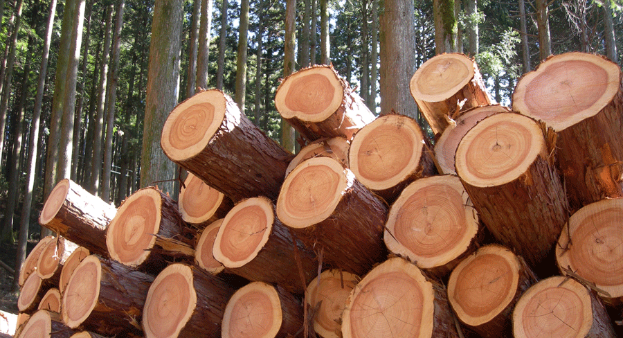 鴨居に用いられる木材